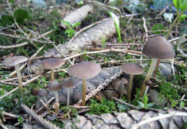 Tra vecchi Aphyllophorales e primordi primaverili